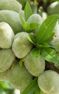 باغبان مستقر در محل