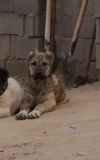 توله چهار ماهه اصیل