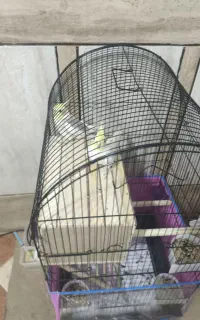یک جفت عروس هلندی با لونه