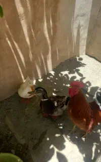 اردک نر و ماده