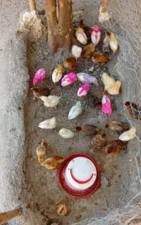 جوجه مرغ یک ماهه