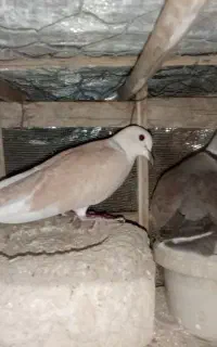 کبوتر