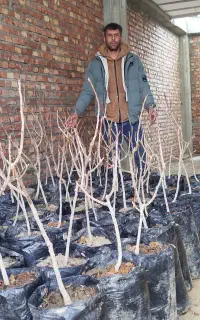 کرال نهال قاسمی