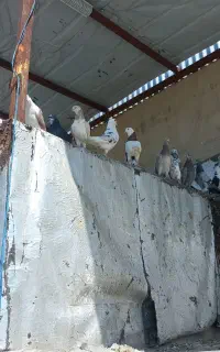 کبوتر همه جوره