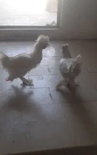 مرغ خروس سهره