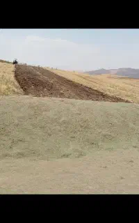 گیاه حاضر خرمان کوبی شده