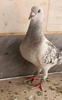 نر المانی