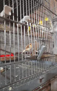 قناری جوانه