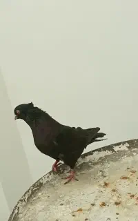 کبوتر زاغ