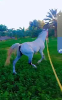 اسب نریان سرحال