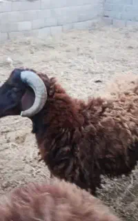 ۴ راس بره نر