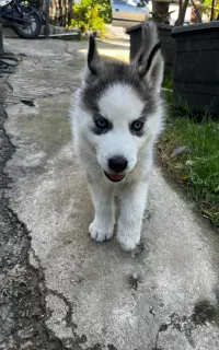 هاسکی مالموت خالص