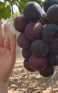 فروش نهال پسته پیوندی و صنوبر