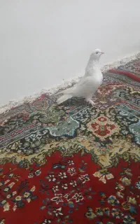کبوتر سفید خالص پاپر پروازی