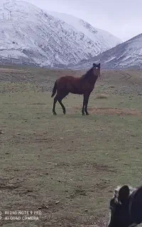 کره اسب نریان کرد درشوری