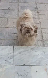 گمشده