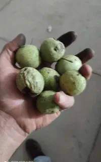 گردو با پوست مغز سفید