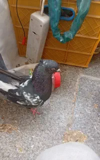 کفتر سینه