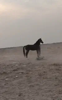 مادیون چهار ساله