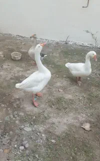 قو غاز