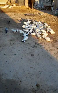 کبوتر