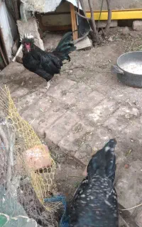 خروس کمیاب