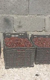 خرمای حلاب و شاهونی و خذراوین و لشت