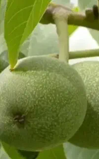 فروش گردو سبز درجه یک