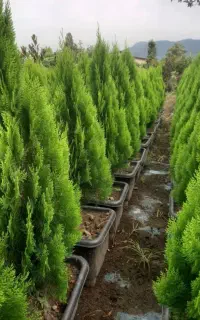 کامیس نوک دار زینتی درجه یک صادراتی فروش عمده و تک