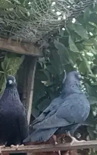معاوضه،کبوترهایه اصیل