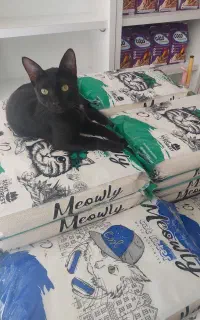 فروش خاک بستر گربه