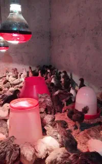 جوجه محلی گلپایگان
