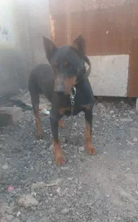 سگ دبرمن سن یک سال  جنسیت نر برای نگهبانی