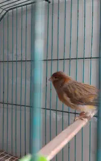 قناری نر و ماده