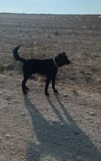 سگ‌نگهبان