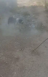سگ نر آدمی بشرط