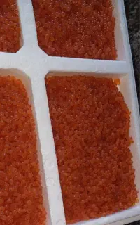 فروش تخم و بچه ماهی قزل‌آلا تک‌جنسه