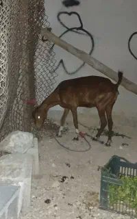 بزصلاله