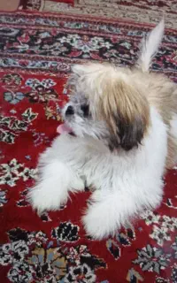 پارساباد
