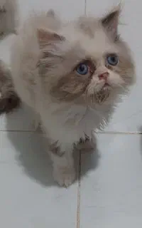 بچه گربه هیمالین