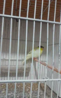 سه عددقناری