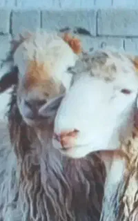 ذبح قربانی گوسفند