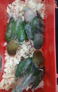 جوجه کوتوله برزیلی