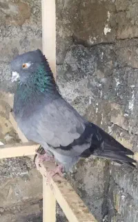 کفتر نر