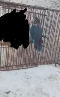 مجسمه