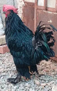 مرغ خروس سیاه کار درست