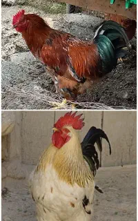دو عدد خروس جوان