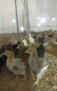 جوجه محلی  جوجه رسمی