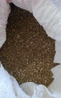 شبدر