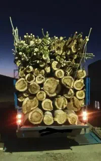 هرس درخت وخریده چوبه به صورت نقدی